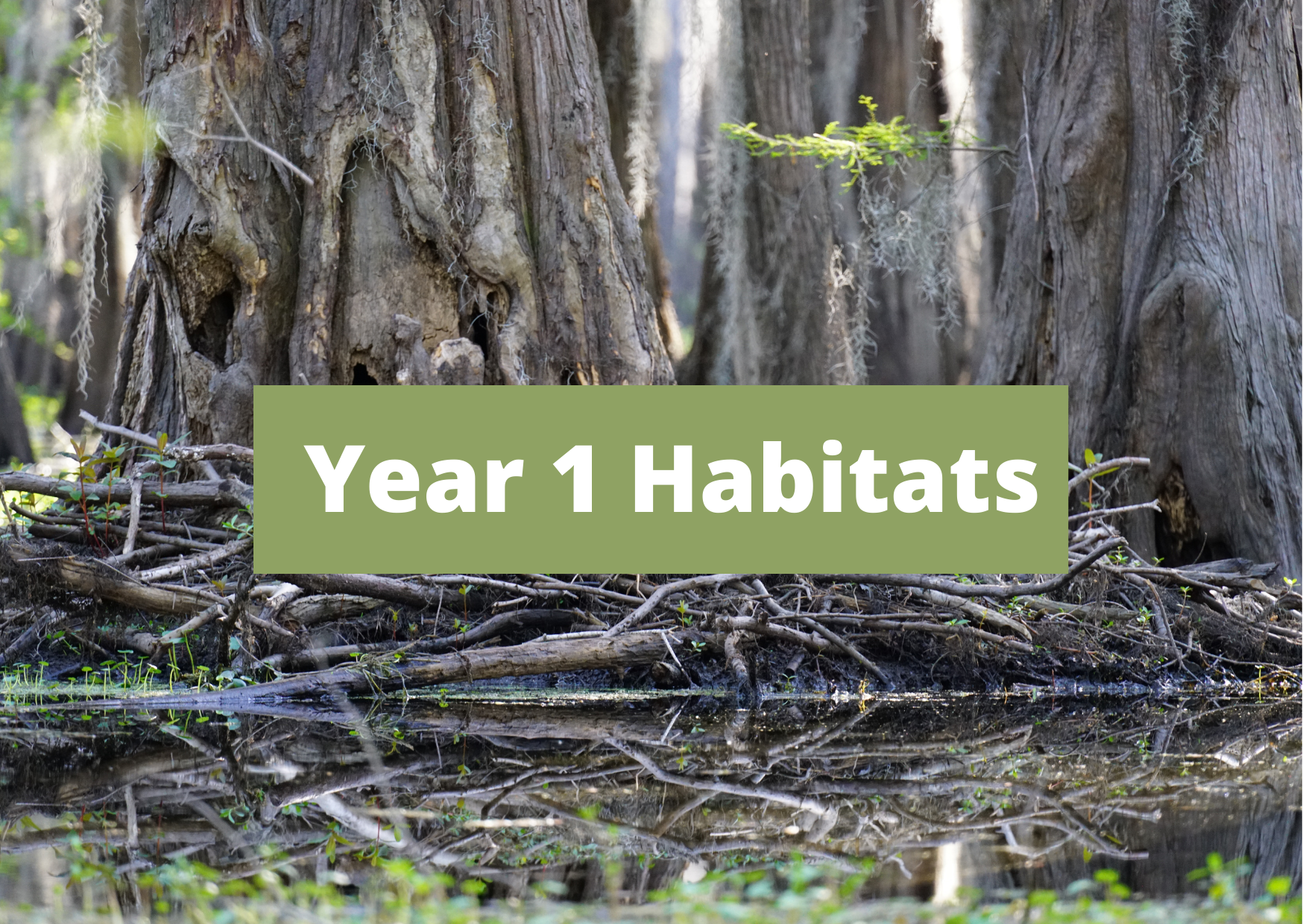 Year 1 Design Thinking Task – Habitats.